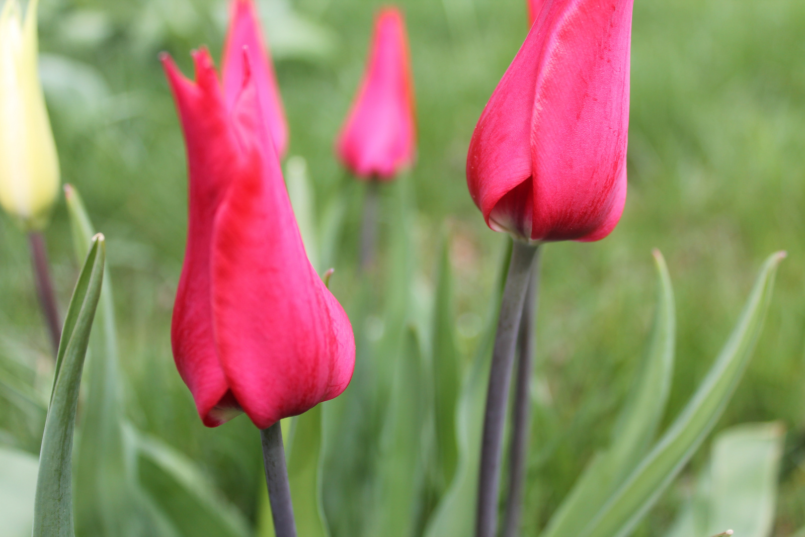 Tulpen