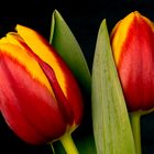 Tulpen**