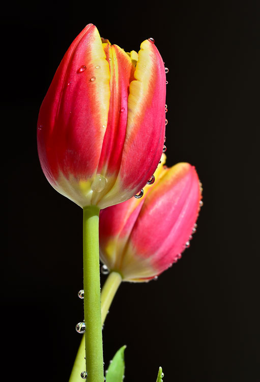 Tulpen von Angies Fotowelt 