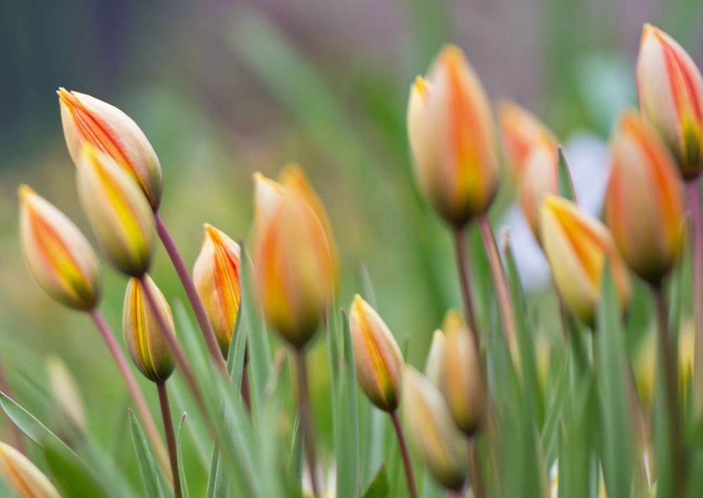 Tulpen