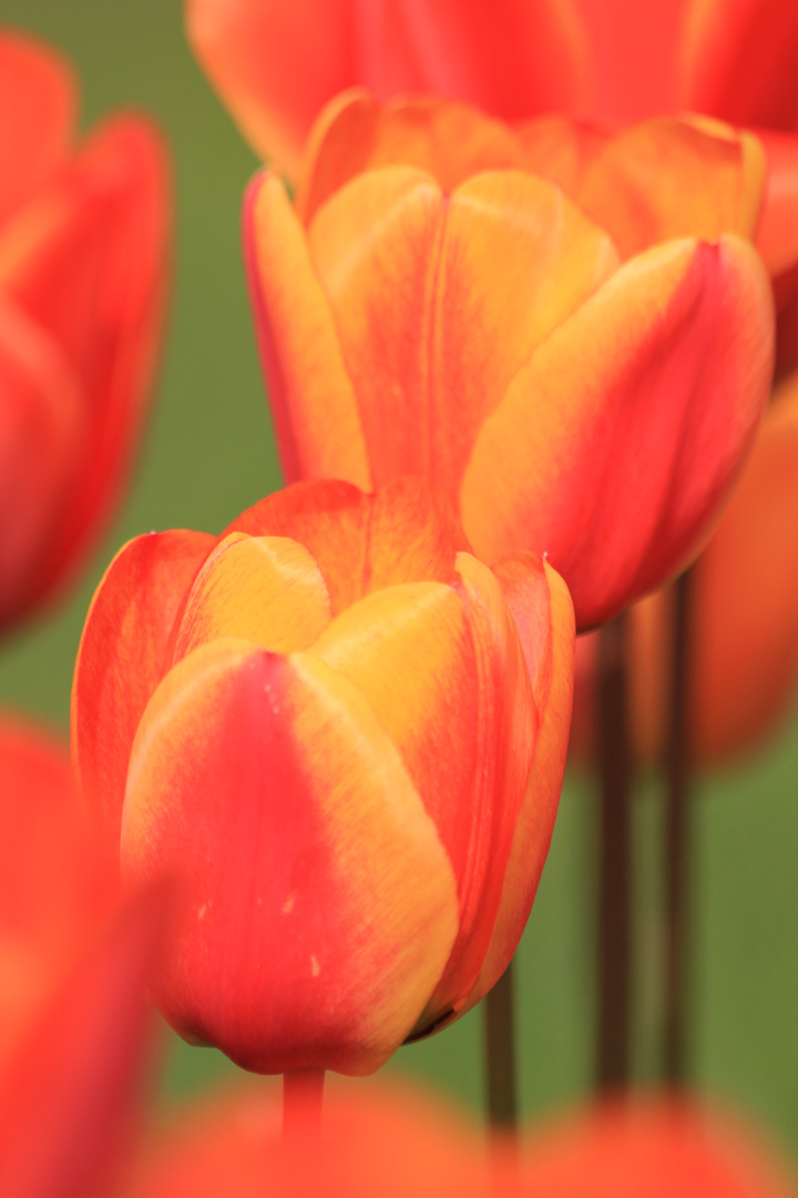 Tulpen