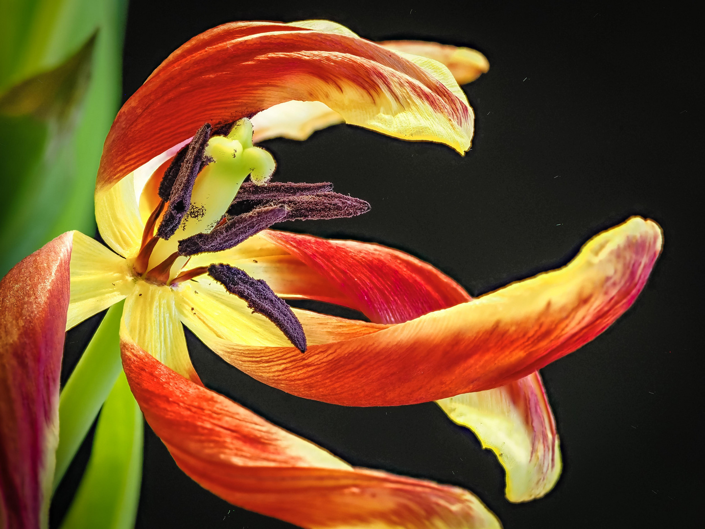 Tulpen