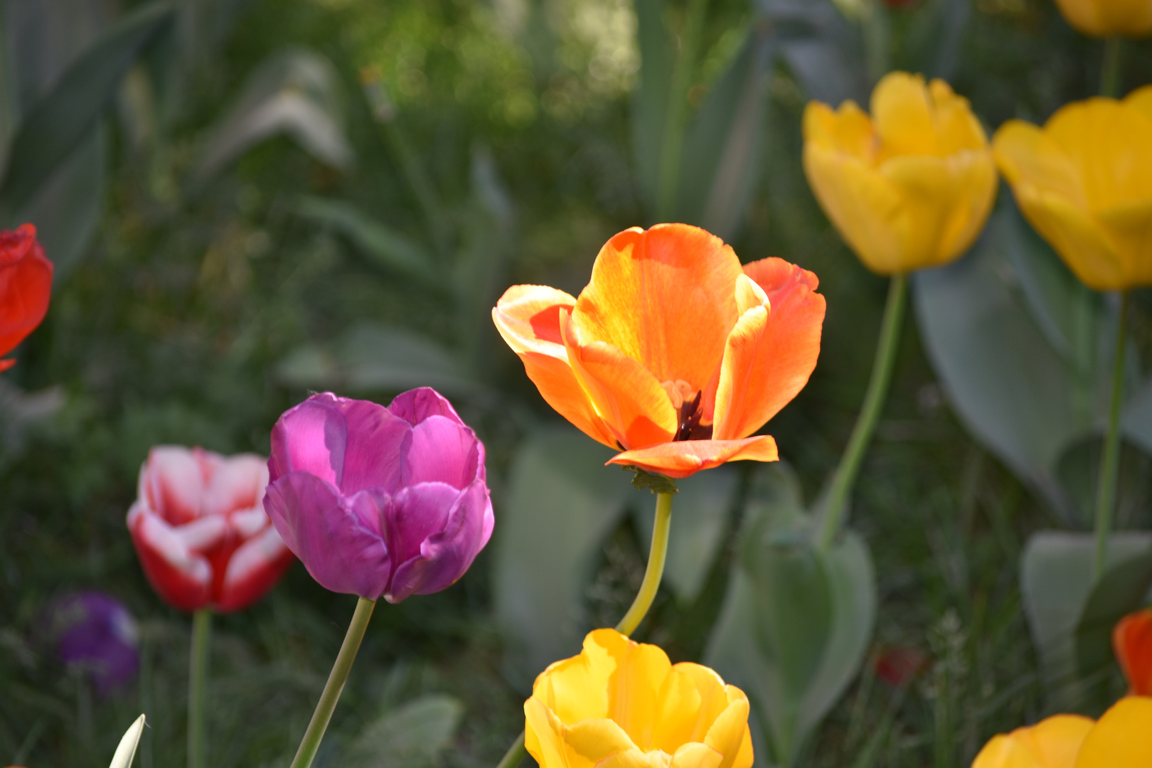 Tulpen Bad Homburg