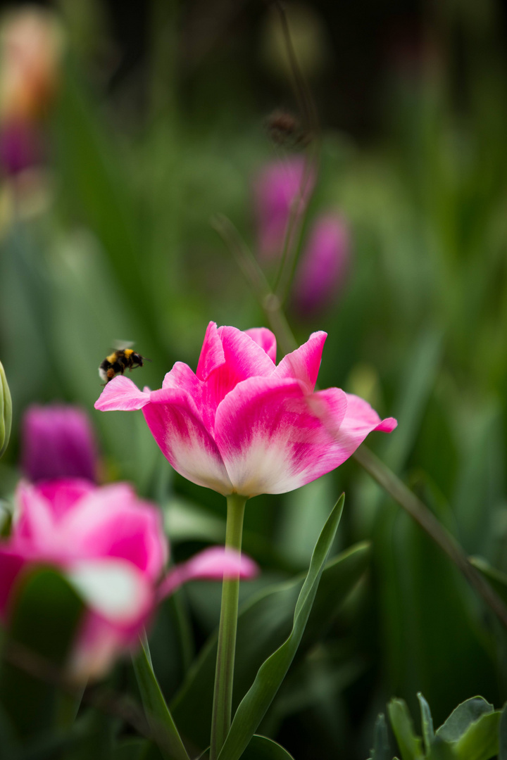 Tulpen