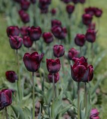 Tulpen - bald wieder!