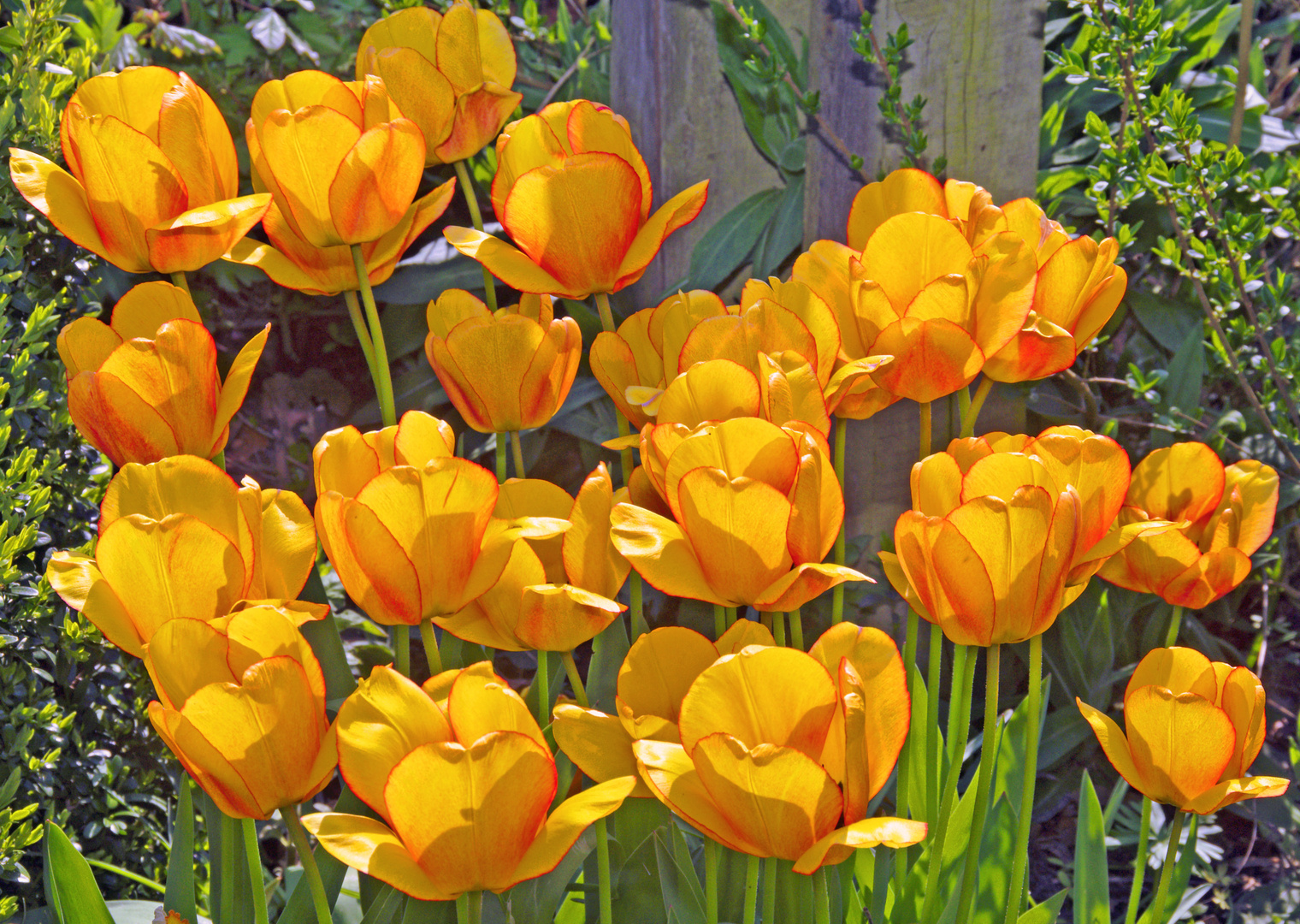 Tulpen Barbaras Garten Foto &amp; Bild archiv projekte