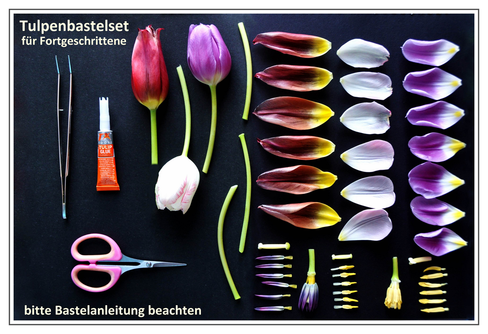 Tulpen-Bastelset NEU