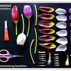 Tulpen-Bastelset NEU