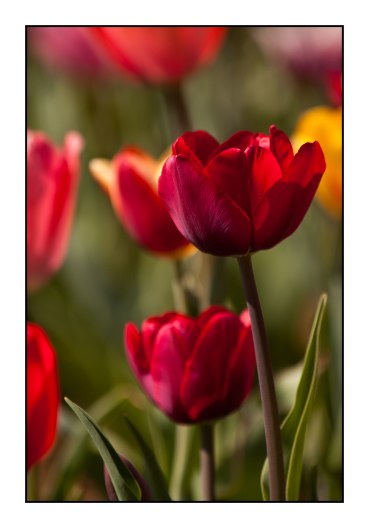 Tulpen