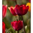 Tulpen