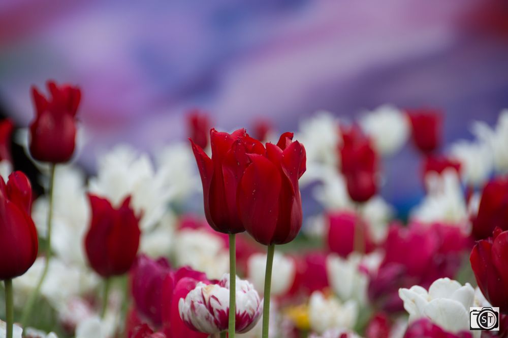 Tulpen