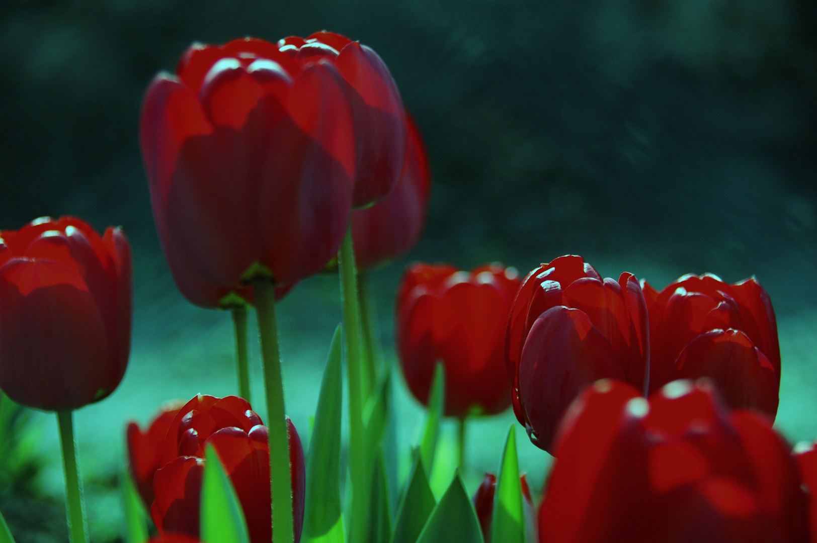 Tulpen