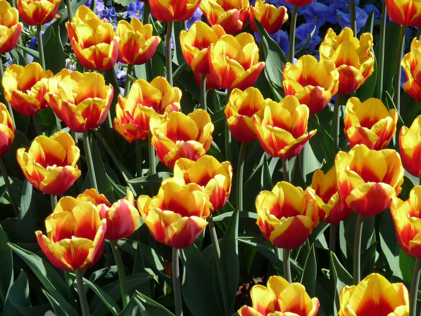 Tulpen