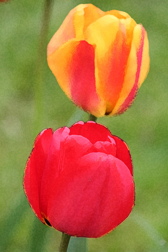 Tulpen