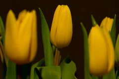 Tulpen