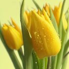 Tulpen