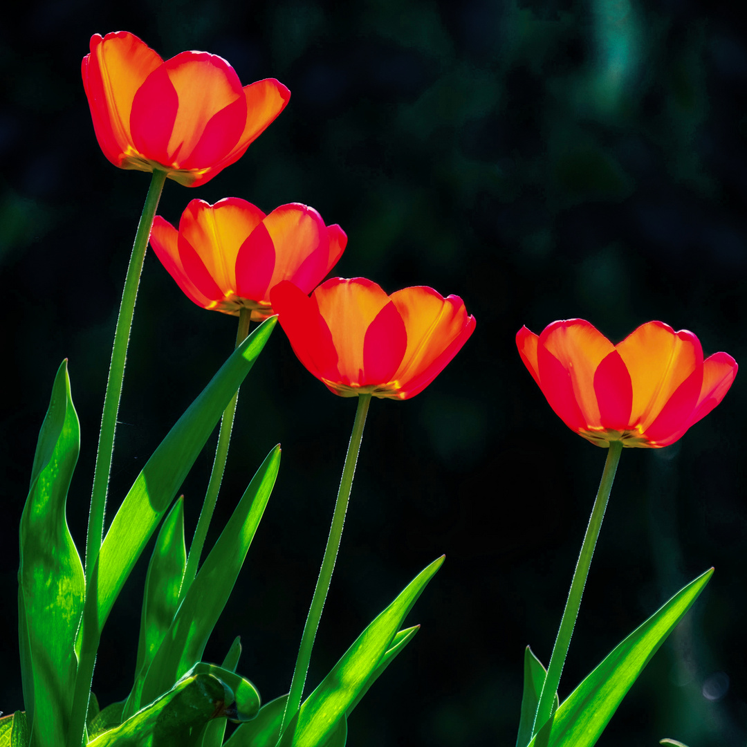 Tulpen