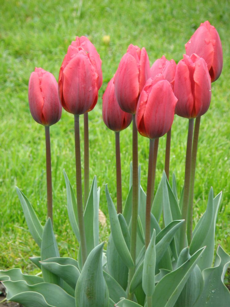 Tulpen