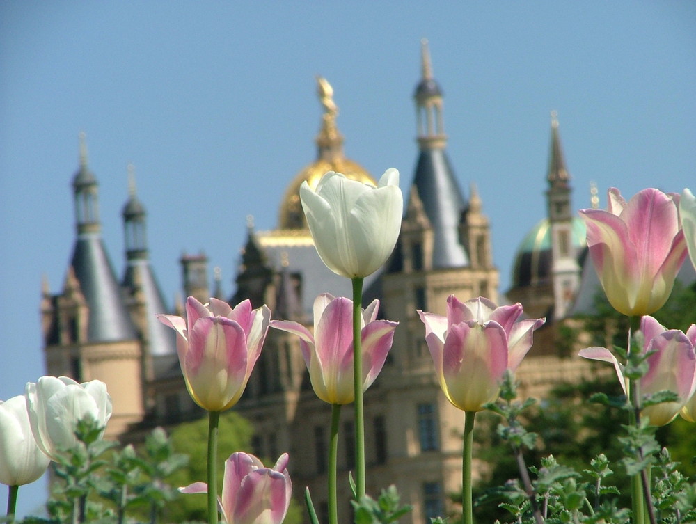 Tulpen bei der BUGA 2009