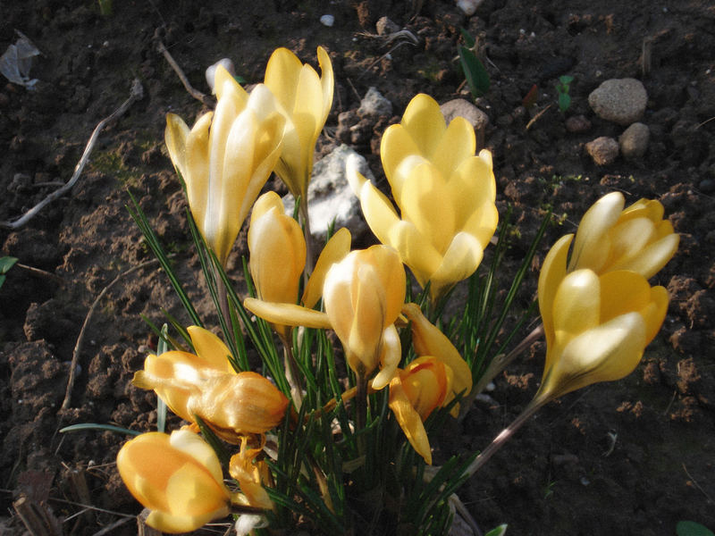 Tulpen bei mir im Garten