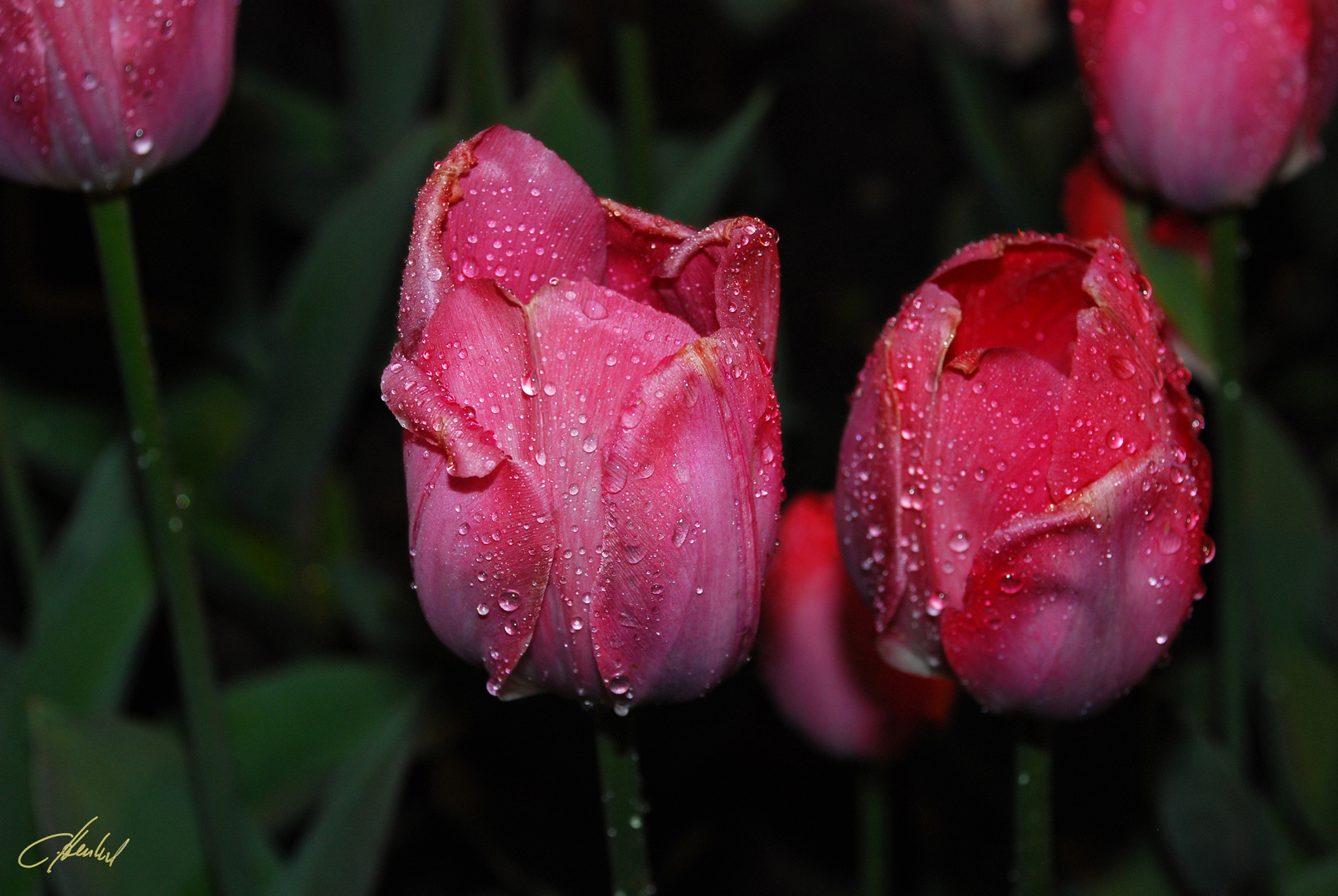 Tulpen bei Nacht