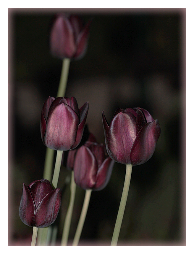 Tulpen bei Nacht