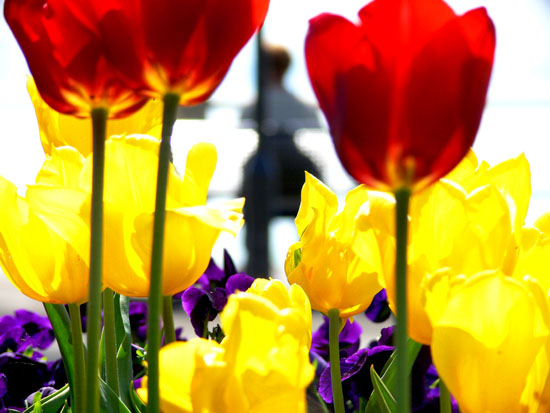 Tulpen bei Tag