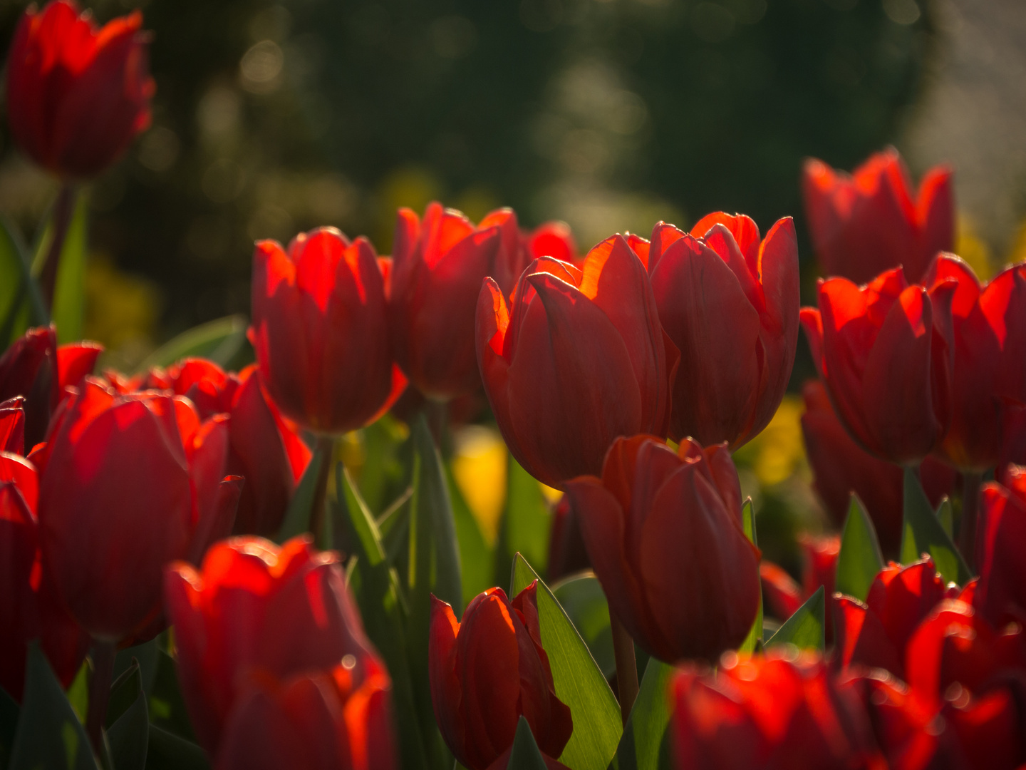 Tulpen beim Sonnenbad