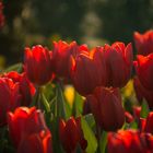 Tulpen beim Sonnenbad