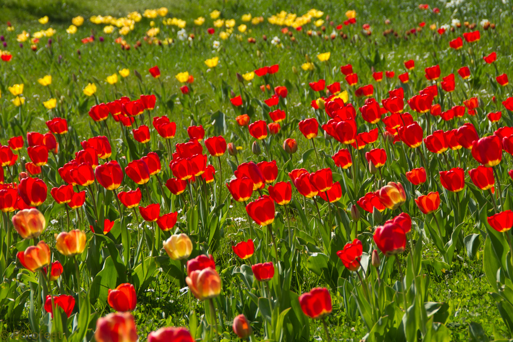 Tulpen beim Sonnenbad