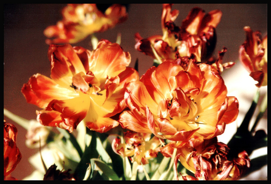 Tulpen beim Sonnenbaden