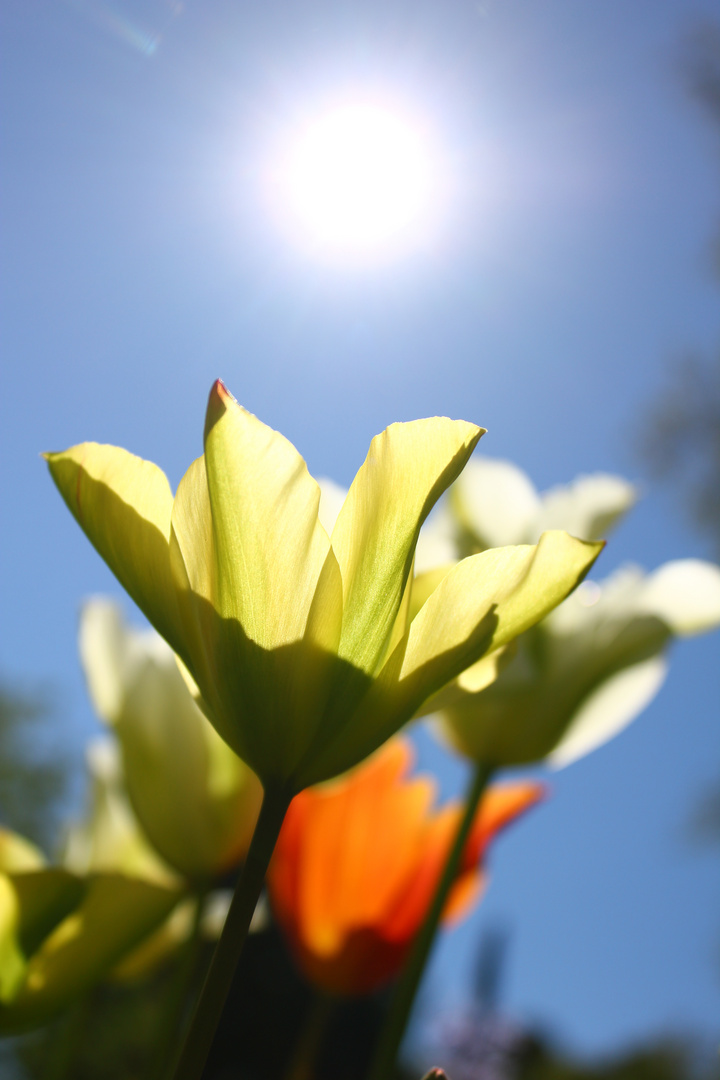 Tulpen beim sonnenbaden