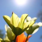 Tulpen beim sonnenbaden
