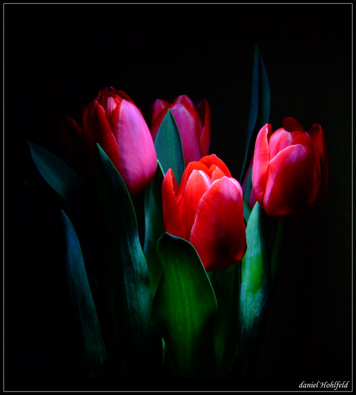 Tulpen beleuchtet