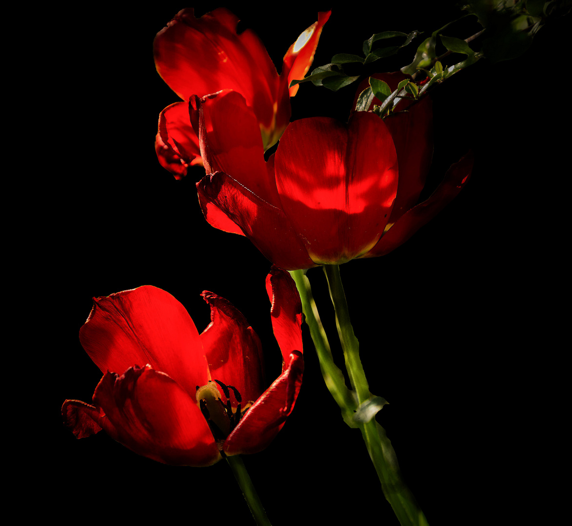 Tulpen