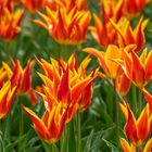 Tulpen