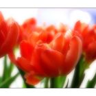 Tulpen