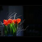 Tulpen