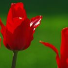 Tulpen Bild