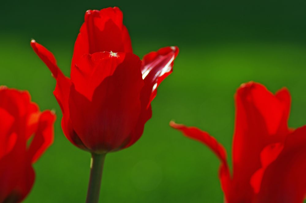 Tulpen Bild von Tanja Riedel 