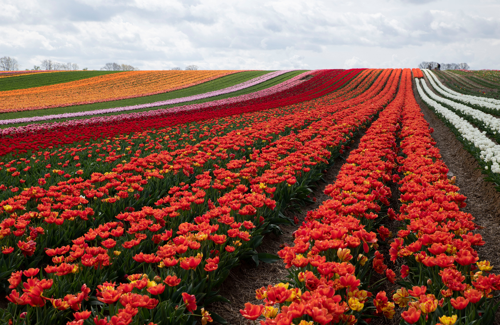 Tulpen bis zum Horizonth