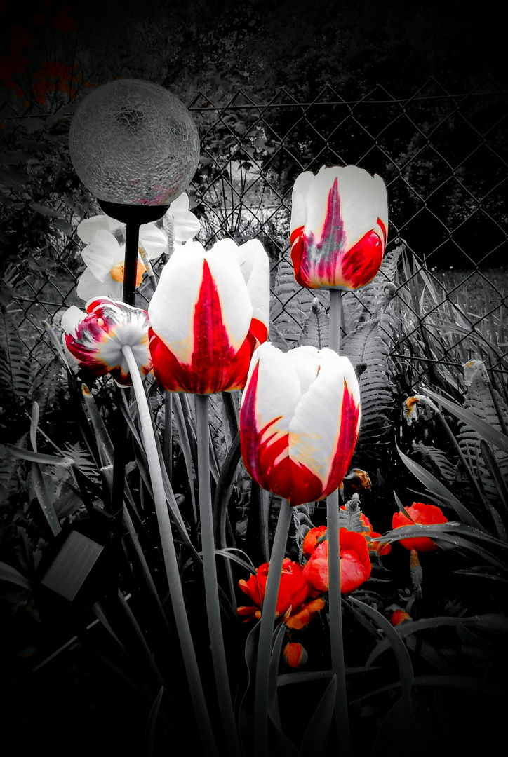 Tulpen Black White Red 