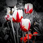 Tulpen Black White Red 