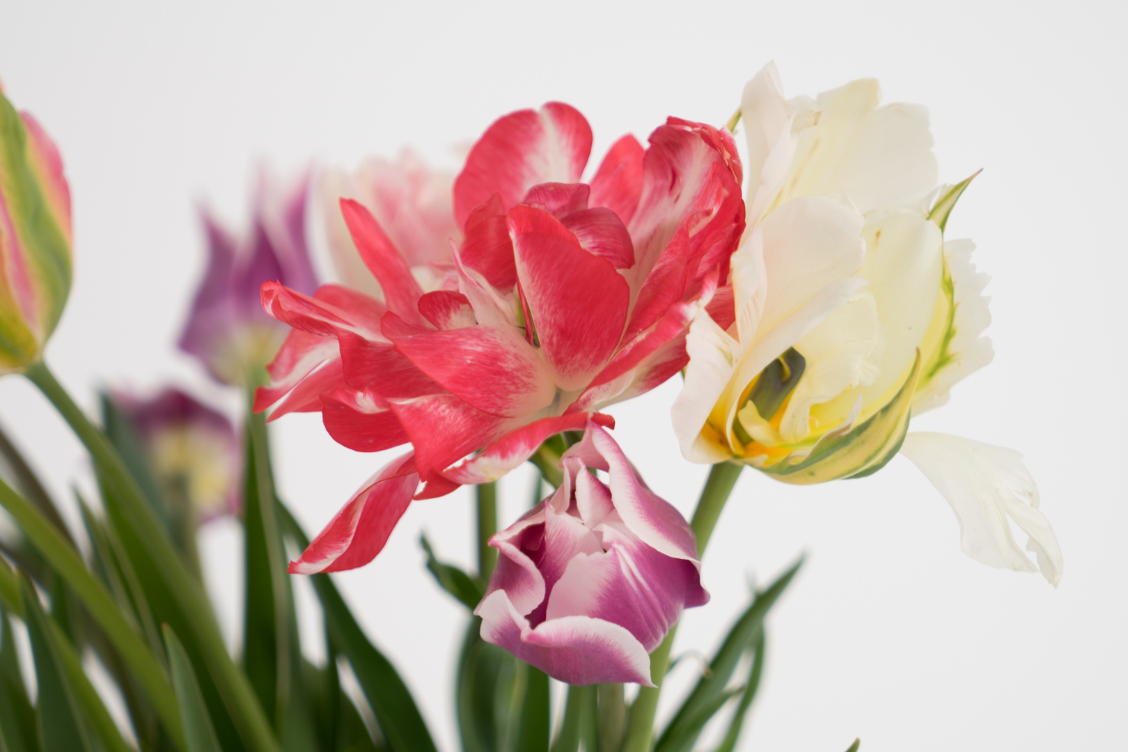 Tulpen blühen zur Frosch und Krötenzeit