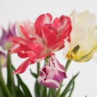 Tulpen blühen zur Frosch und Krötenzeit
