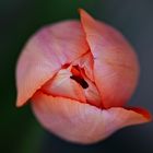 Tulpen Blüte