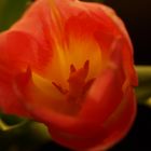 Tulpen-Blüte