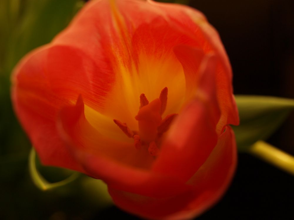 Tulpen-Blüte von MariaZimmermann 