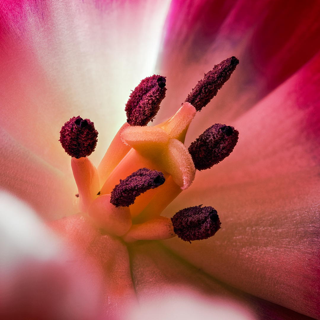 Tulpen-Blüte