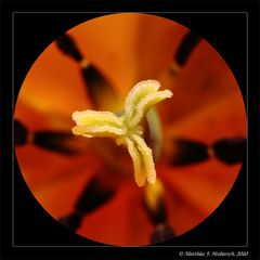 Tulpen Blütenstempel